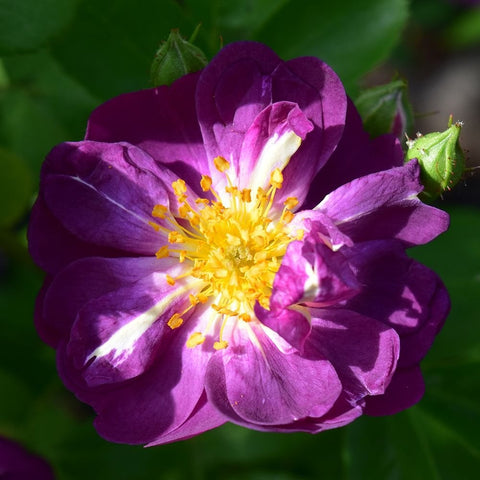 Large purple rose bloom with bright yellow stamens and green leaves
