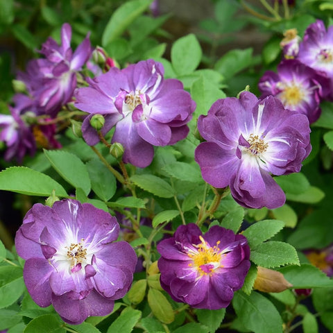 Purple rose cluster with yellow centers and green leaves