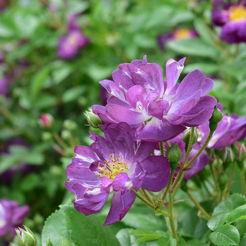 Purple rose blossoms with buds on green stems, close-up