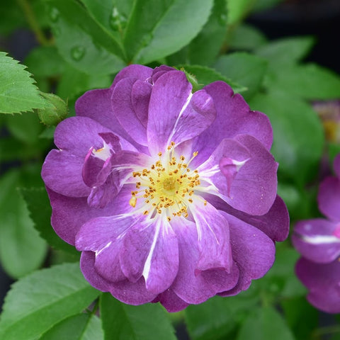 Purple rose bloom with pale veining and yellow stamens on green leaves
