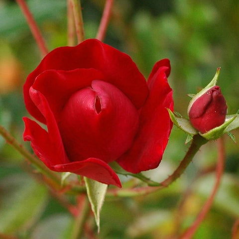 Single red carpet rose bloom with yellow center and green buds on thin stems