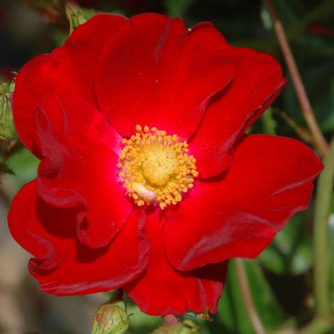 Red carpet rose flower close-up with textured yellow center and green foliage