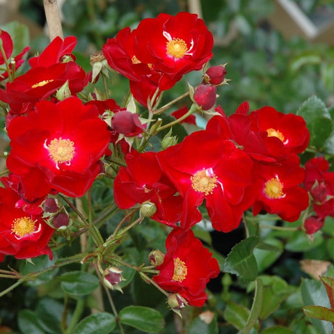 Red carpet rose with bright red blooms and yellow centers, surrounded by green leaves