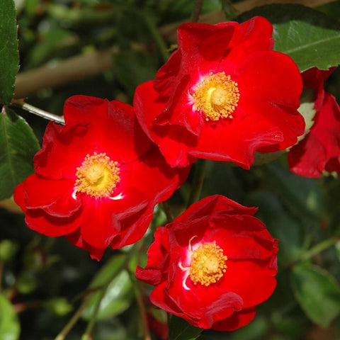 Cluster of red carpet rose blossoms with yellow centers and surrounding green leaves
