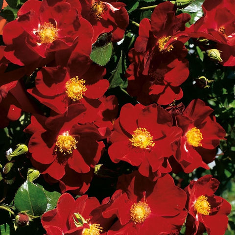 Dense spray of red carpet rose flowers with yellow centers and green leaves