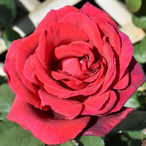 Red rose bloom with layered petals and dark center