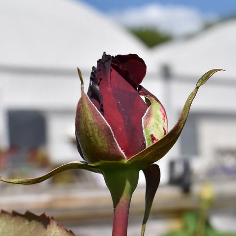 Red rose bud on green stem with pointed sepals