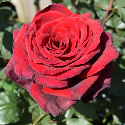 Red rose bloom with layered petals and dark edges