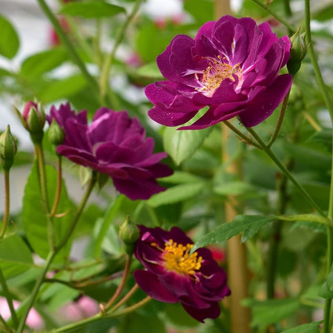 Violet-magenta rose flower with ruffled petals, yellow center, surrounded by buds and leaves