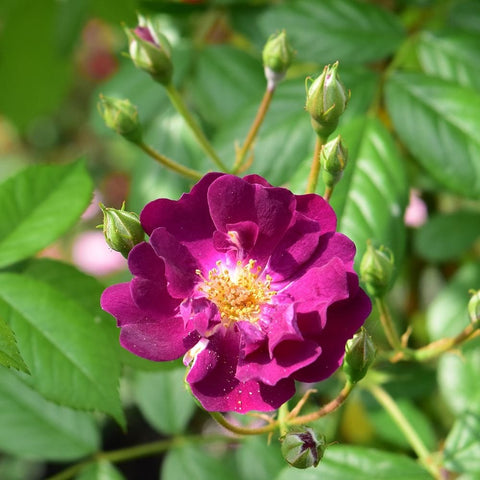 Deep purple rose bloom with yellow center and nearby green buds on thorny stems