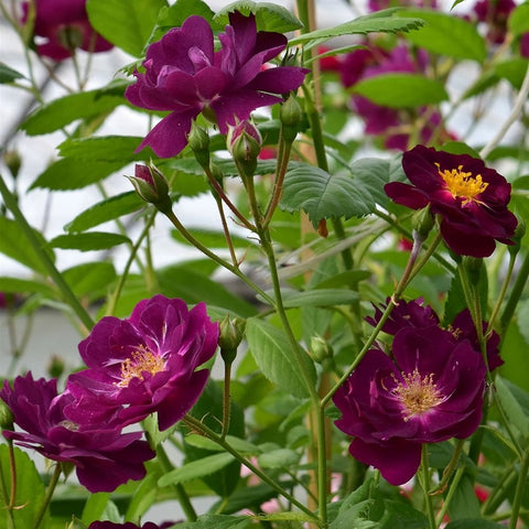 Magenta rose blossoms and unopened buds on green leafy stems, clustered on a bush
