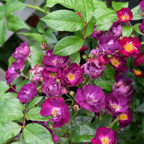Cluster of magenta-purple rose flowers with yellow centers and fresh green leaves