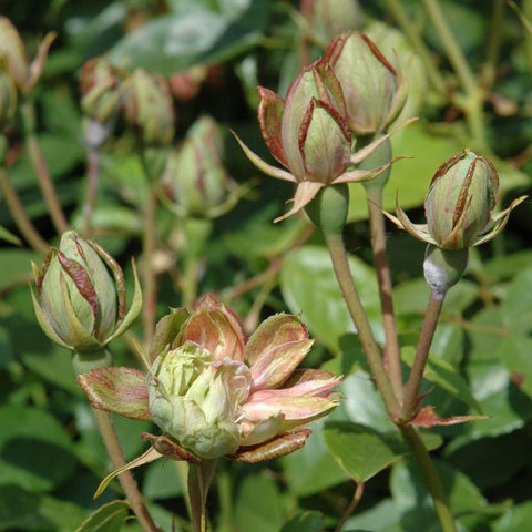 Group of unopened flower buds on stems, pale green with pink-red striping