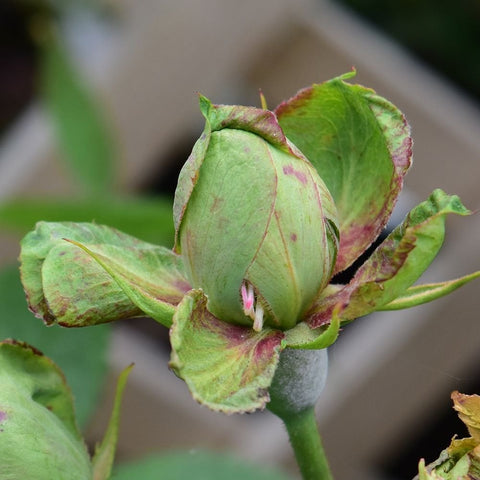 Close-up of one flower bud with green petals, red-brown edges, and sepals