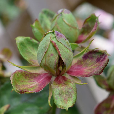 Flower bud cluster with green petals and magenta-pink streaked tips