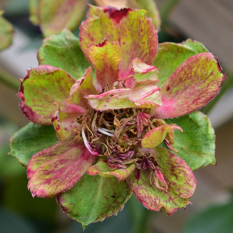 Blooming flower with layered petals in green and bright pink-yellow speckling