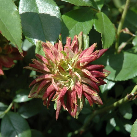 Single flower bud with green center and red-pink, spiky petals