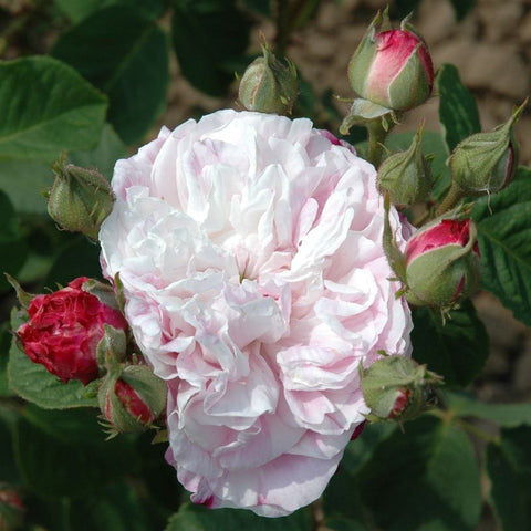 Pink-and-white striped rose bloom with green buds and leaves