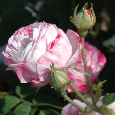 Pink and white rose bloom with closed buds and stems