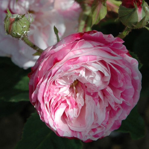 Pink striped rose bloom detail with green buds and leaf