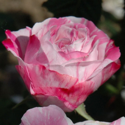 Pink rose bloom with layered petals and nearby bud