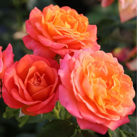 Volcano rose cluster with orange and pink layered blooms and green leaves