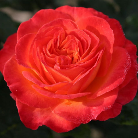 Volcano rose with large red-orange single bloom and ruffled petals