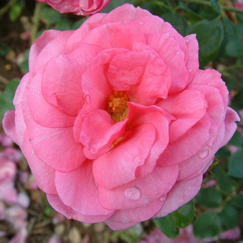 Soft pink rose flower with visible yellow center and dewdrops