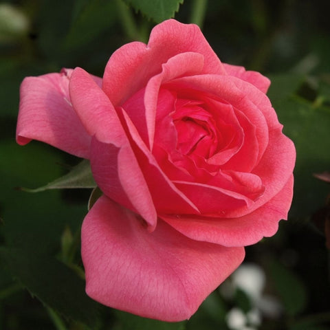 Single bright pink rose bloom with layered petals and green leaves