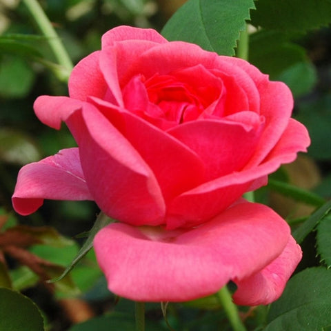 Close-up pink rose bloom on green stems with surrounding leaves