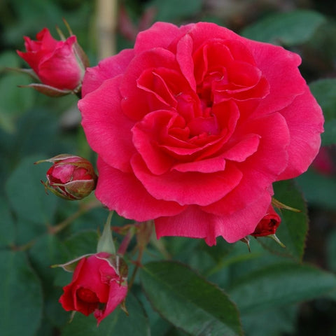Large pink rose bloom with green foliage and several unopened buds