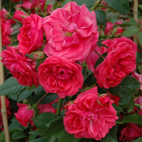 Pink double rose cluster with green leaves and multiple blooms