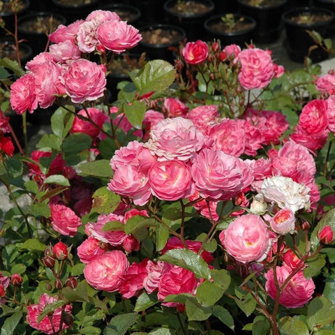Pink rose plant with clustered double blooms and glossy green leaves