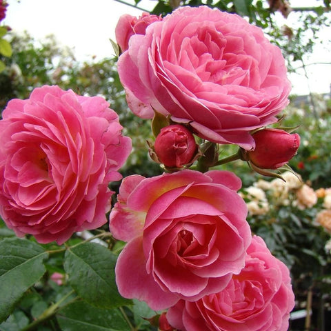 Pink double rose blooms with buds on stems and glossy green leaves