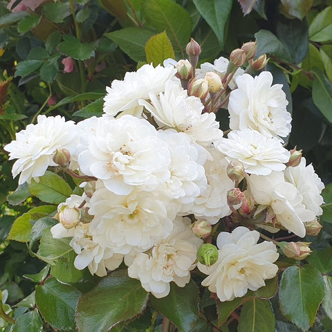 White rose cluster with layered petals, buds, and dark green leaves