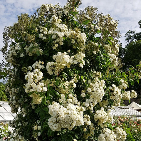 Flowering white rose shrub with many double blooms and dense green foliage