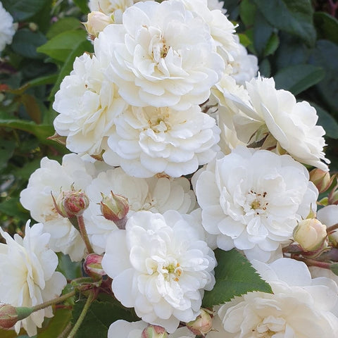 White double rose blooms with green leaves and flower buds on a branching stem