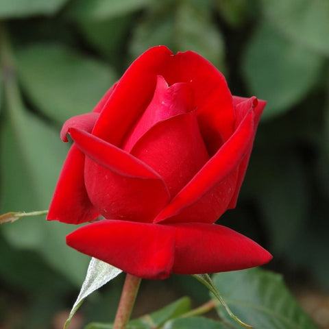 Red rose bud and bloom with open petals, angled view