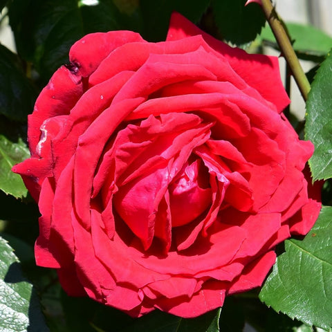 Red rose bloom surrounded by green leaves, close-up