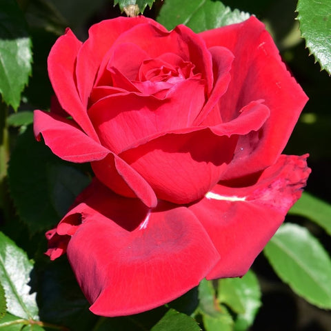 Red rose flower with layered petals and green leaf accents