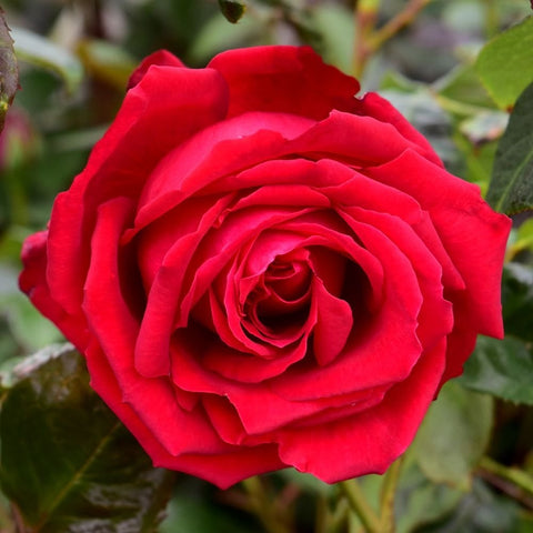 Red rose flower bloom with layered petals, close-up