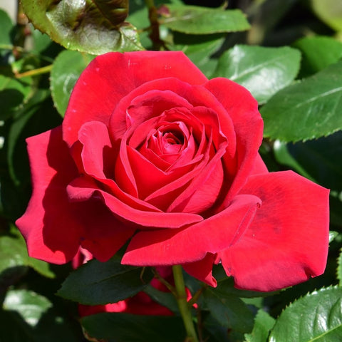 Red rose bloom with surrounding leaves and visible stem