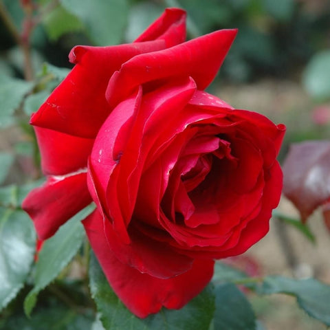 Red rose flower in side view with ruffled inner petals