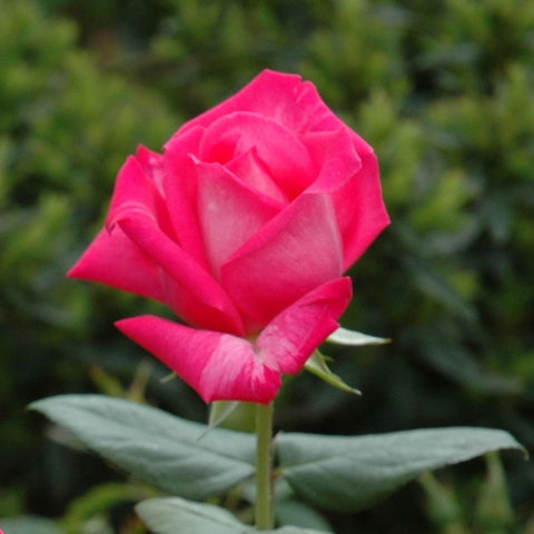 Pink double rose bloom with layered petals and green leaves on a stem