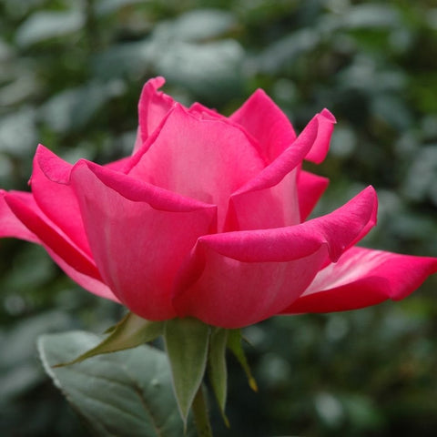 Bright pink rose bloom with layered petals and pointed buds, green foliage