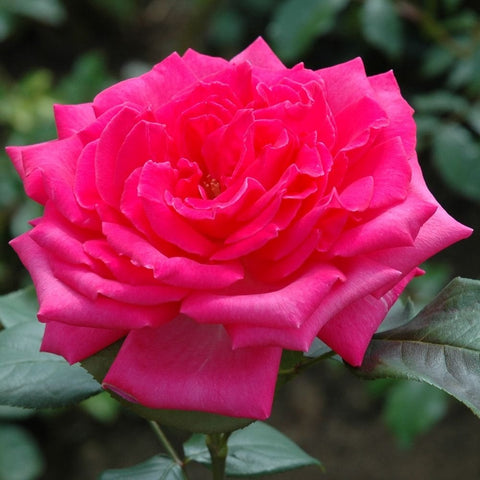 Hot pink double rose flower with ruffled petals and visible center, green leaves