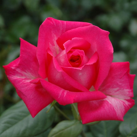 Hot pink rose bloom with layered petals and small center, green leaves