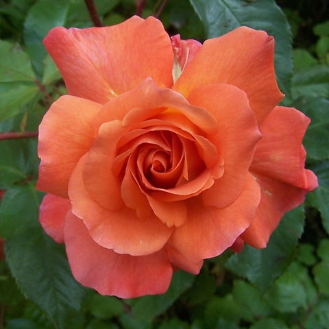 Single peach-orange rose bloom with tightly layered petals and green foliage