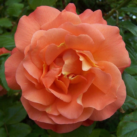 Close-up peach-orange rose flower with curled inner petals and leaf backdrop