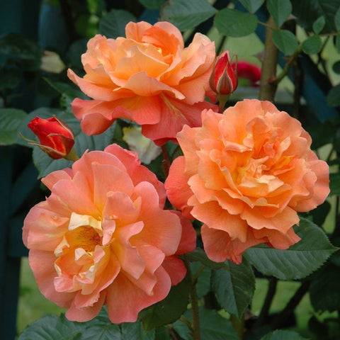 Peach-orange rose cluster with layered petals and green leaves on stems